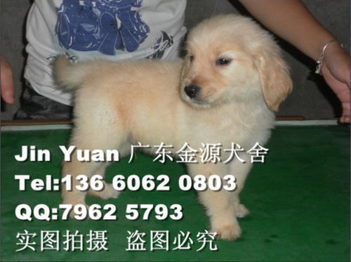 广州哪里有出售金毛犬