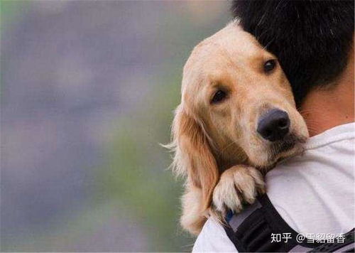 狗狗的记忆是多久