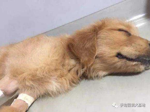 狗狗得过细小会怎么样