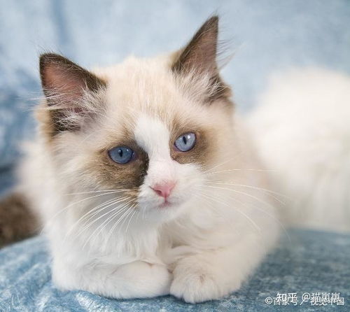 布偶猫母猫发情多久