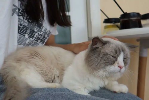 猫急性肾衰竭能活多久