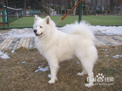萨摩犬如何训练