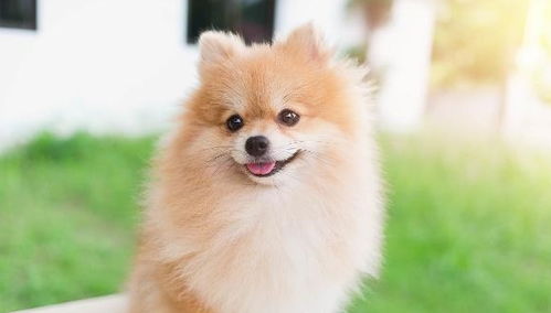 如何抓住博美犬