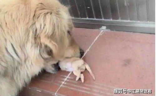 母狗剖腹产多久吃饭