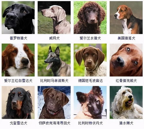 有哪些大型狗狗品种