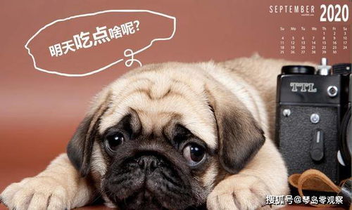 狗染色能保持多久