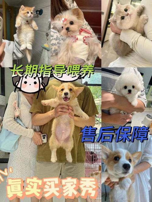 福州哪里买狗狗便宜