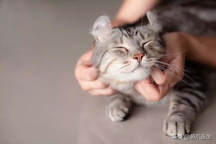 猫喝洗脚水会怎么样