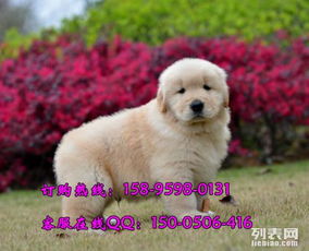 南京哪里买狗狗最好