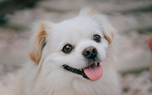 狗狗如何撒娇