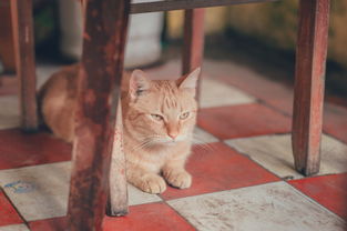 上海哪里卖猫的多