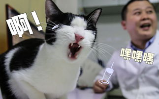 摸猫咪哪里猫咪就会痛