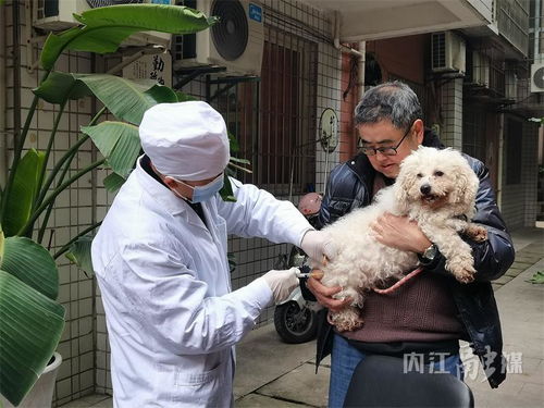 狗狗如何防疫