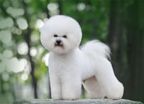 如何看健康的比熊犬
