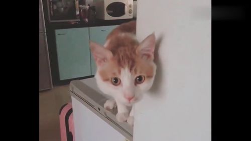 猫多久吃一次生牛肉