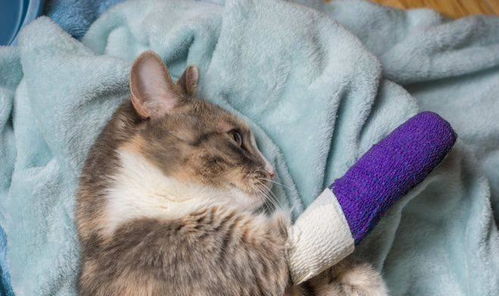 猫骨折多久能恢复