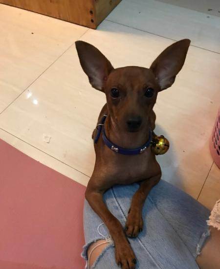 如何训练小鹿犬