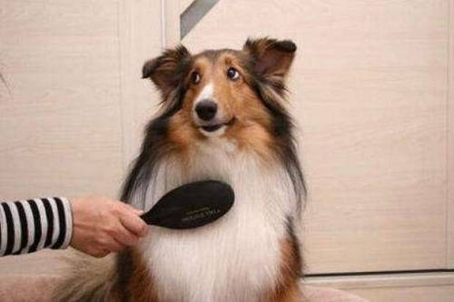 狗狗产后多久能动