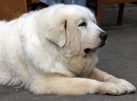 中型犬哪个厉害