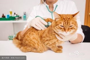 如何提高猫抵抗力