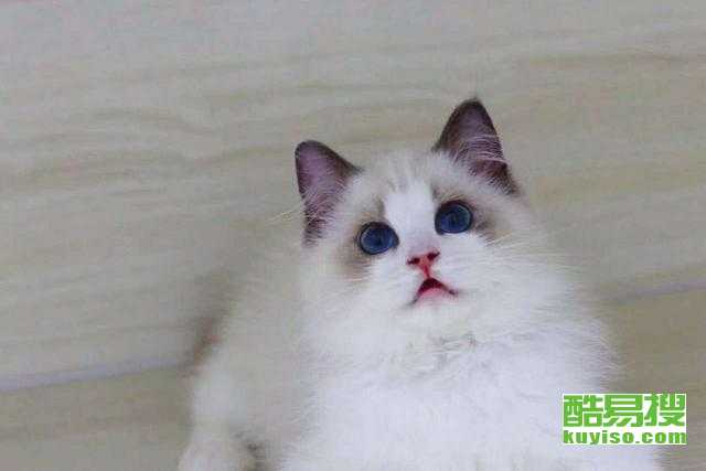哪里有布偶猫卖