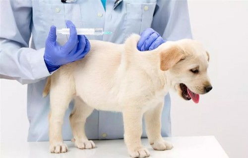 狗狗怀孕多久打虫