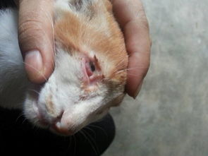 小猫的眼睑在哪里
