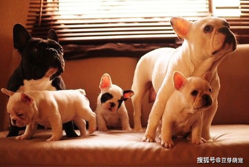 母狗生理期来多久