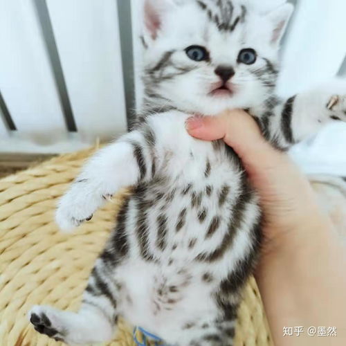 北京哪里有买猫的