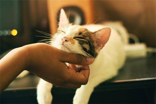 如何让猫快速发情