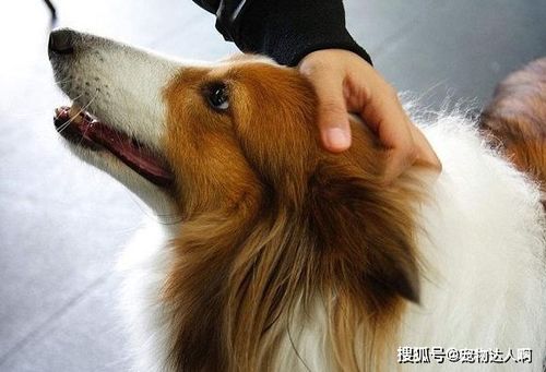 狗狗摸哪里最舒服