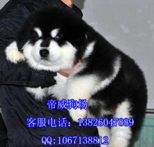 清远哪里有狗卖