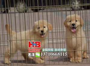 深圳哪里可以卖狗