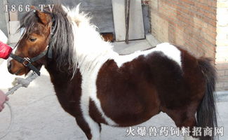 如何养马犬狗