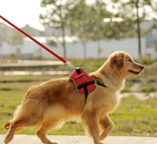 宠物狗大型犬有哪些
