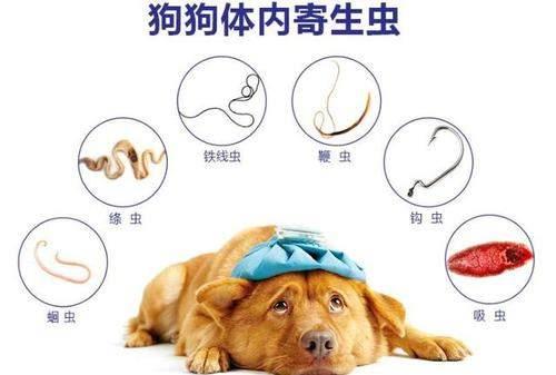 狗狗驱虫药药效多久