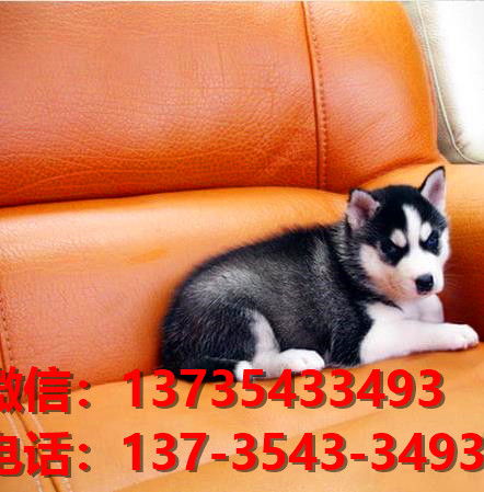 厦门哪里有狗狗卖