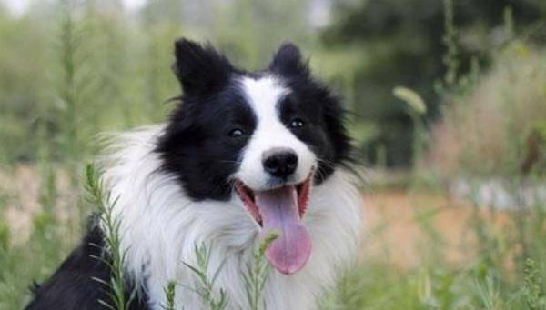 边境牧羊犬公母哪个好