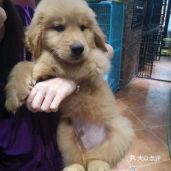 狗狗在哪里可以售卖
