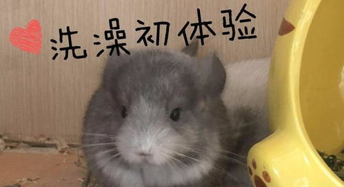 龙猫如何洗澡
