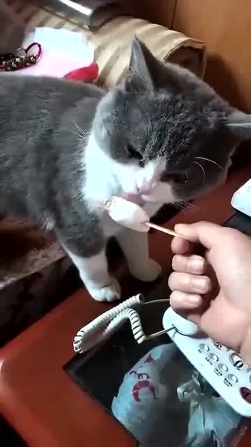 吃猫吃过的东西会怎么样
