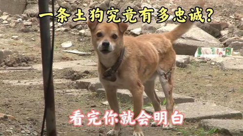 土狗什么意思