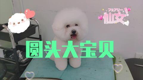 比熊狗的皮肤病有哪些