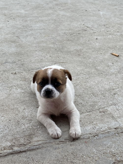 柯基和蝴蝶犬哪个好