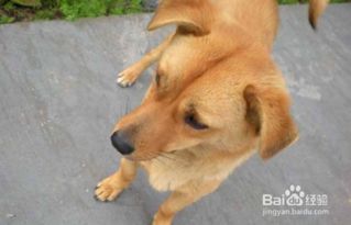 哪些犬种的细小