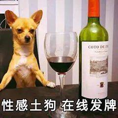 中国哪些地方可以养狗