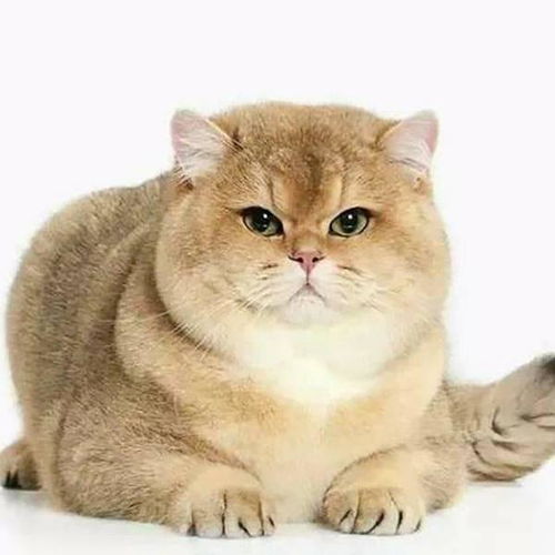 母猫发情多久可以配