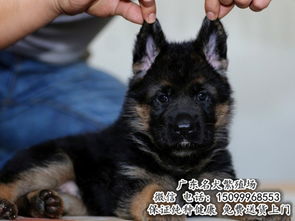 广州哪里有德国牧羊犬