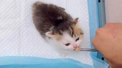 如何喂养小奶猫