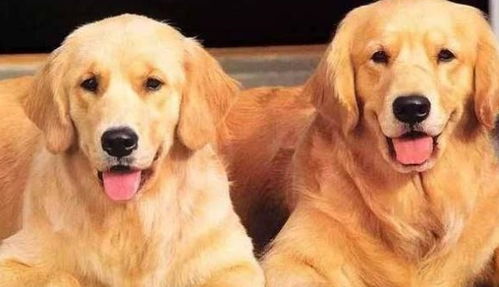 金毛犬哪些不能吃